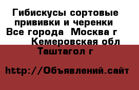 Гибискусы сортовые, прививки и черенки - Все города, Москва г.  »    . Кемеровская обл.,Таштагол г.